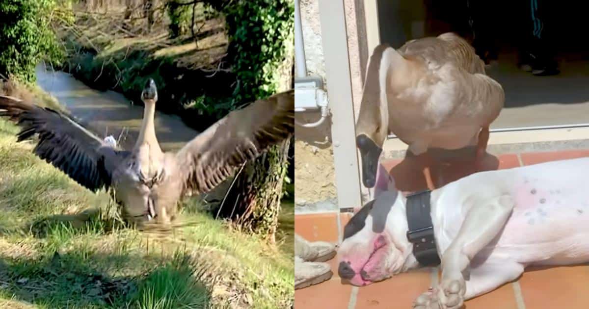 Dog’s Favorite Part of the Day? Waking Up His Goose Friend Dog’s Favorite Part of the Day? Waking Up His Goose Friend
