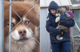 Dozens of Puppies Saved From Freezing Conditions During Tennessee Winter Storm