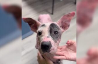 Emaciated Dog Was on the Brink, Now He’s Living Proof of Second Chances