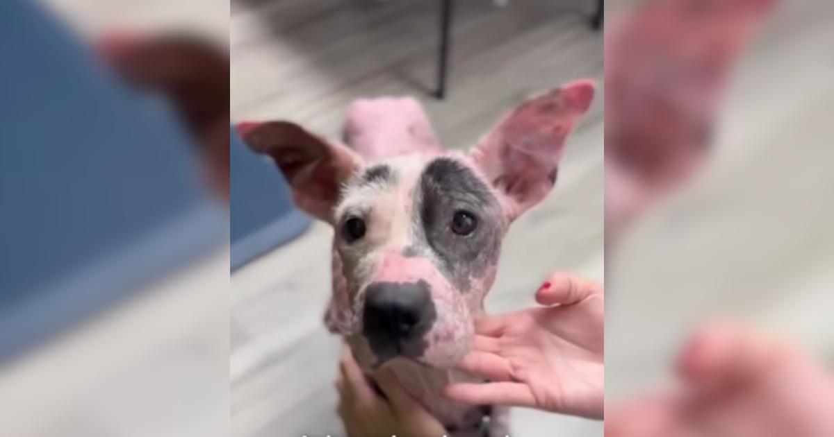 Emaciated Dog Was on the Brink, Now He’s Living Proof of Second Chances