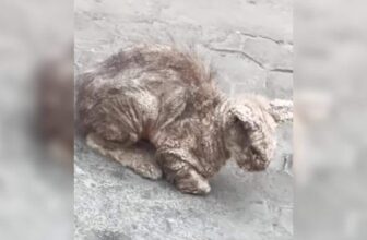 From Crusted and Miserable to Clean and Cozy: This Cat’s Glow-Up Is Unreal