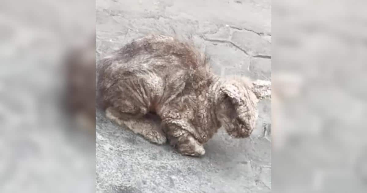 From Crusted and Miserable to Clean and Cozy: This Cat’s Glow-Up Is Unreal From Crusted and Miserable to Clean and Cozy: This Cat’s Glow-Up Is Unreal