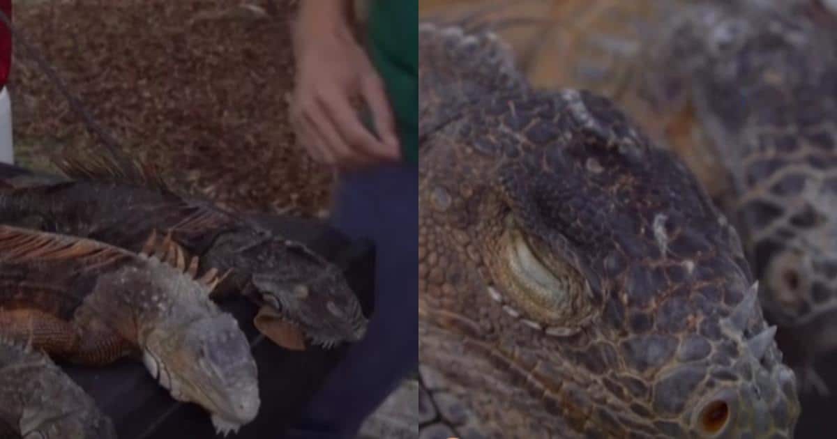 Frozen Iguanas Falling From Trees In Florida…How Neighbors Are Helping