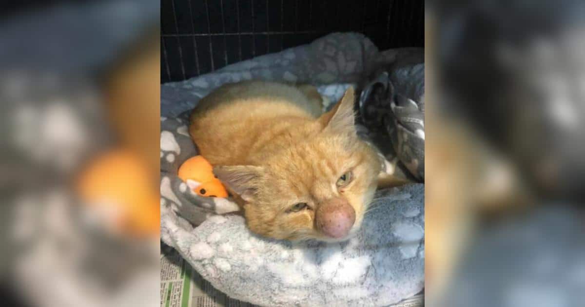 Ginger Cat Found Wandering Alone With An Unusual and Concerning Nose Growth Ginger Cat Found Wandering Alone With An Unusual and Concerning Nose Growth