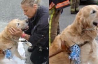 Guide Dog Jumps in Front of Bus to Save His Mom, Now He’s Back by Her Side
