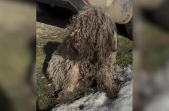He Went to Check on a “Sheep” and Found a Dog in Chains
