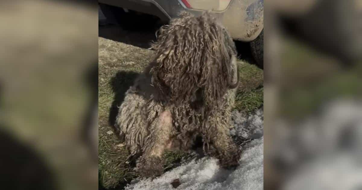 He Went to Check on a “Sheep” and Found a Dog in Chains