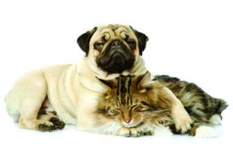 Helping your dog or cat cope with grief