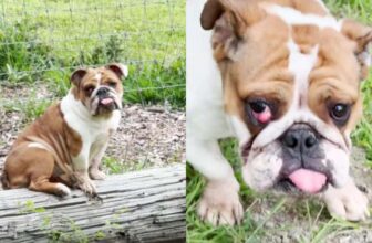 How This Mystery Bulldog Found Her Safe, Loving Farm Home