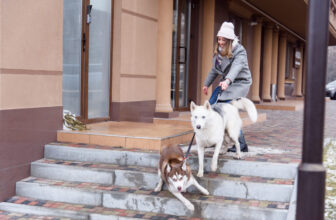 How To Stop Your Dog Pulling On A Leash – The Ultimate Tried and Tested 7 Step Solution