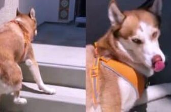 Husky’s Wobbly Trek Up The Steps Turns Into a Victory Smile at the Top