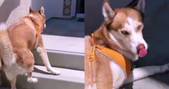 Husky’s Wobbly Trek Up The Steps Turns Into a Victory Smile at the Top Husky’s Wobbly Trek Up The Steps Turns Into a Victory Smile at the Top