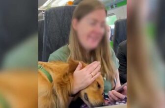Huxley the Dog Rides the Train Like It’s His Personal Fan Event