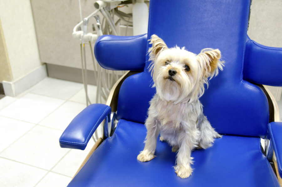 Laser dental treatment for dogs and cats