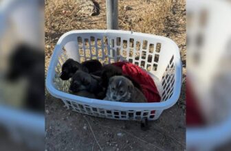 Local Bikers Rescue Laundry Basket Of Tiny, Scared Puppies