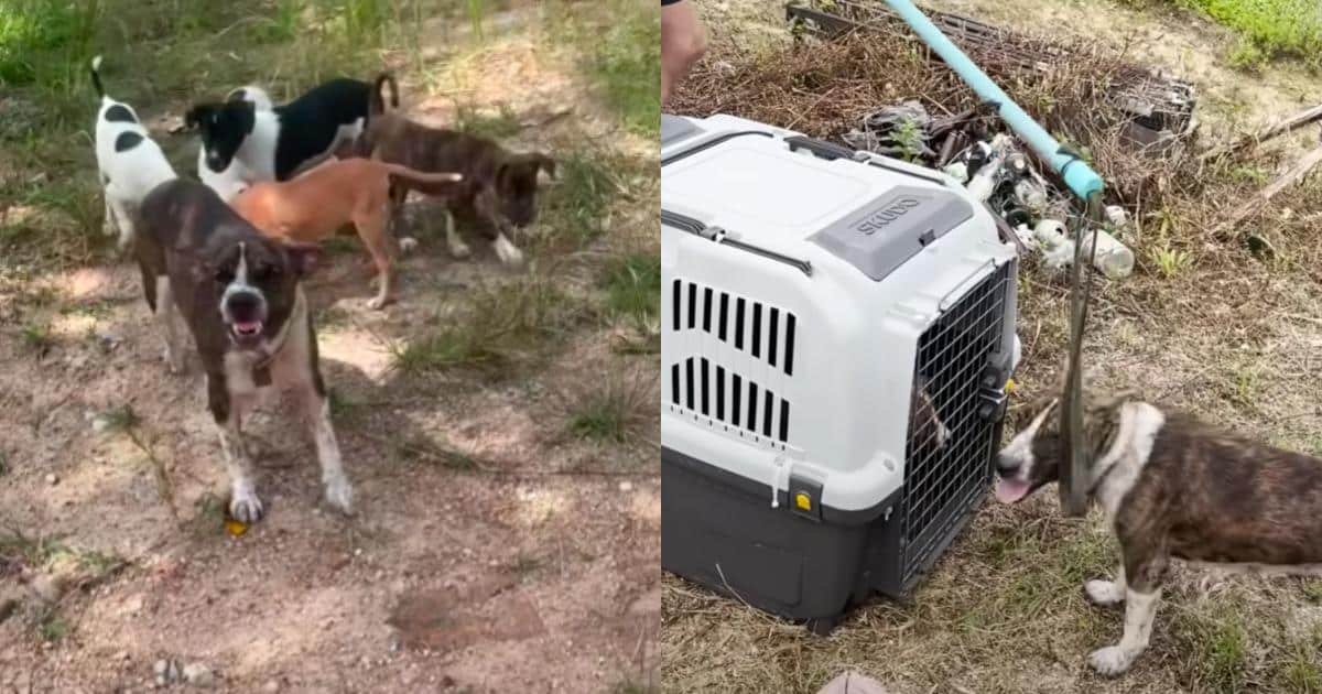 Mama Dog Tried Biting Him To Protect Her Puppies…Then He Adopted Her