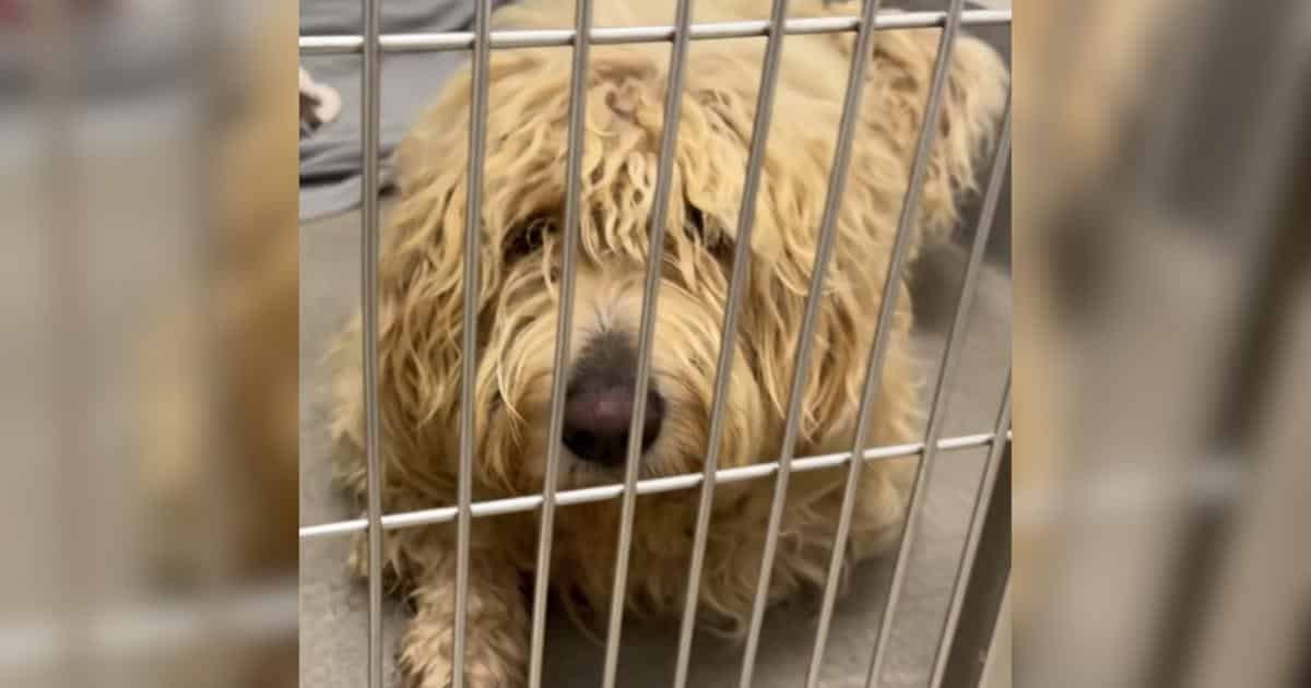 Matted and Miserable, Connor’s Stunning Second Chance Transforms Sadness to Joy