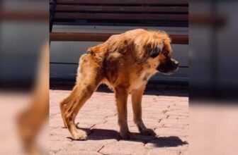 Meet Tilly, The Little Pup With A Short Spine Who Loves Life