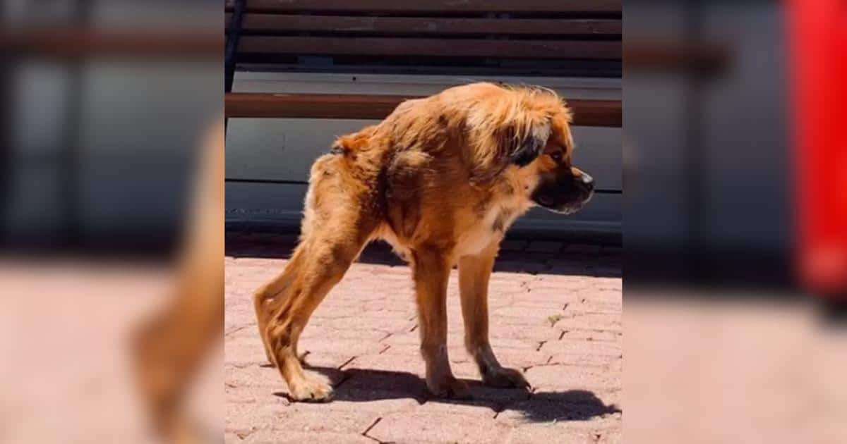 Meet Tilly, The Little Pup With A Short Spine Who Loves Life Meet Tilly, The Little Pup With A Short Spine Who Loves Life