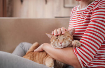 New pet support program for families in poverty