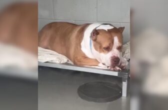 On Her Last Day, a Sweet Chunky Pittie Gets the Second Chance She Needed