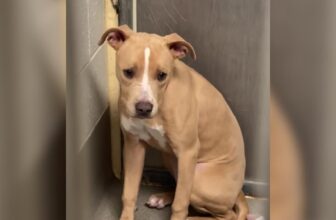 Once Hiding in the Corner, Now This Sweet Pup Is Stepping Into the Light