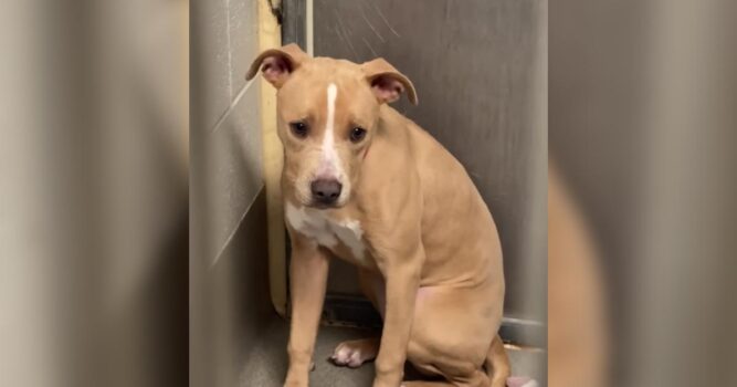 Once Hiding in the Corner, Now This Sweet Pup Is Stepping Into the Light