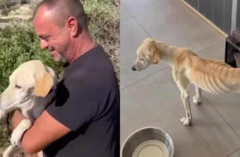 Once Severely Underweight, Now Spoiled, Sweet Nala Seeks a Loving Home