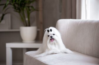 Oneisall Dog Hair Vacuum & Grooming Kit Review: Is It Worth It?