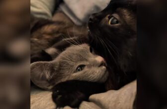 Orphan Kittens Find a Dad in Baby Corn, a Special-Needs Cat With a Huge Heart