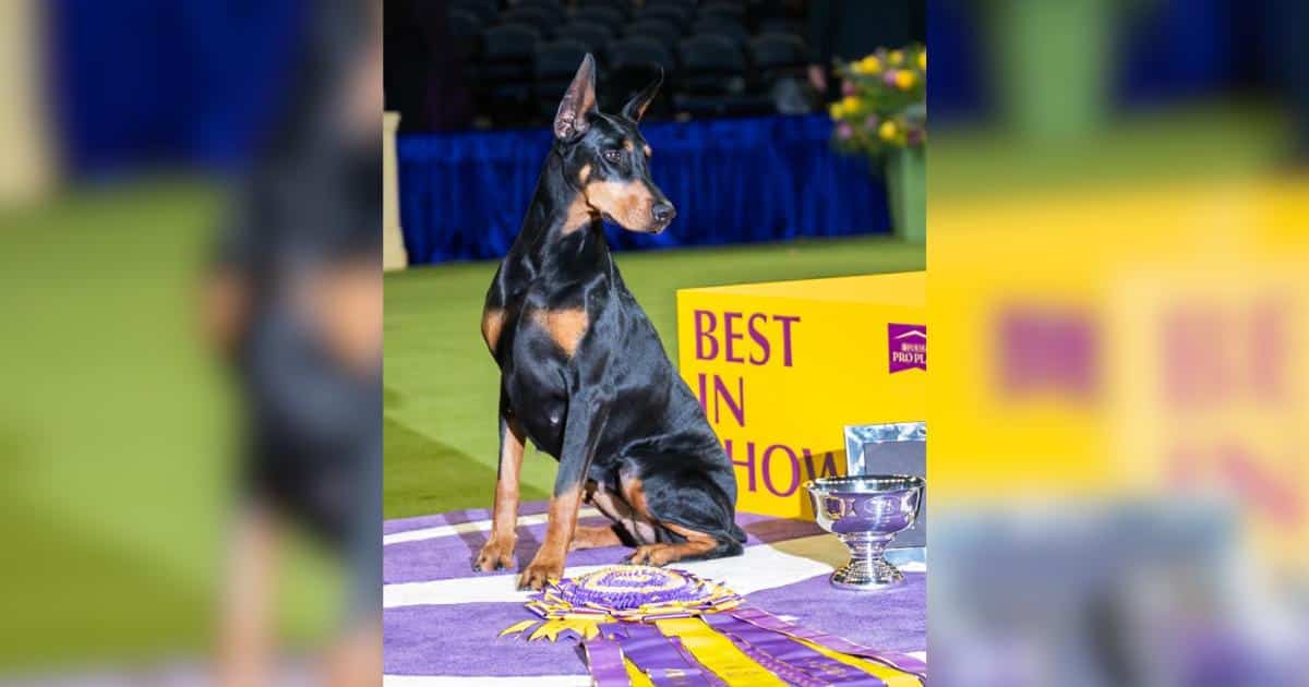 Penny The Doberman Best In Show At 150th Westminster Kennel Club Dog Show