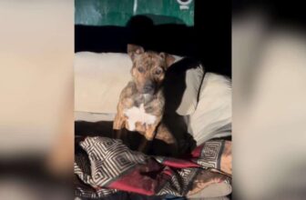 Poor Dog Was Freezing On A Dumpster Couch Until Someone Finally Noticed Her