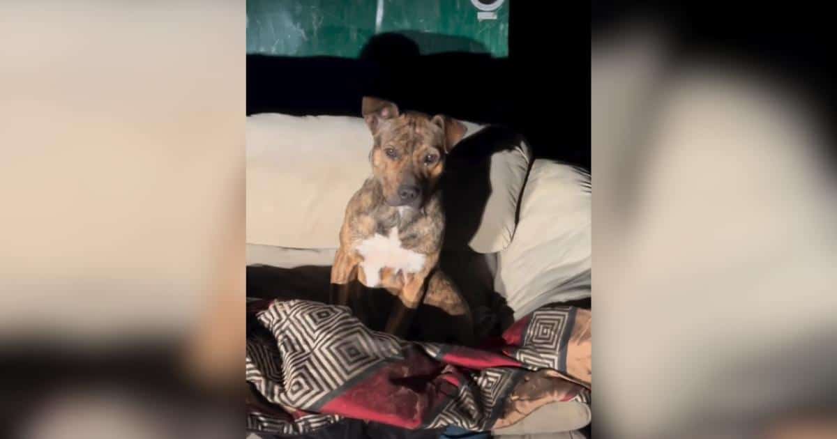 Poor Dog Was Freezing On A Dumpster Couch Until Someone Finally Noticed Her Poor Dog Was Freezing On A Dumpster Couch Until Someone Finally Noticed Her