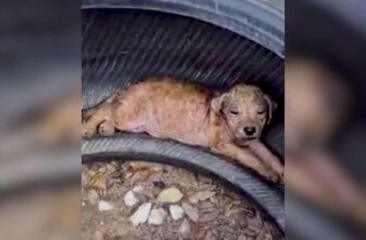 Pulled From a Scorching Tire, Now Surrounded by Love