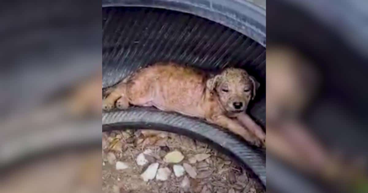 Pulled From a Scorching Tire, Now Surrounded by Love Pulled From a Scorching Tire, Now Surrounded by Love