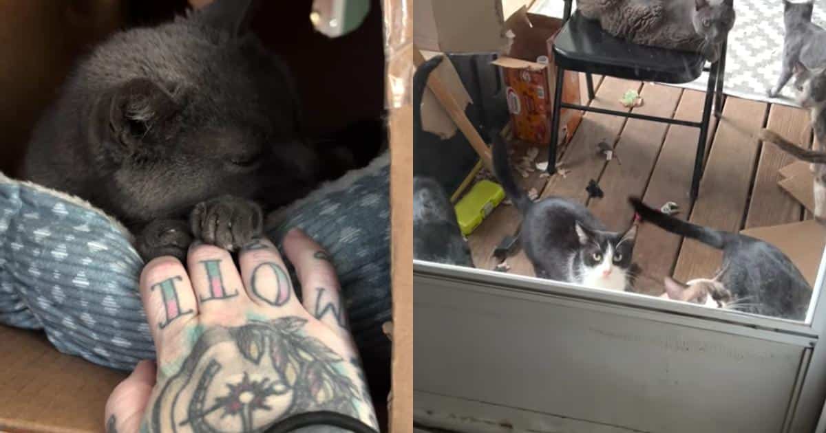 Purchasing A New Home Turns Into a Rescue Mission for 43 Abandoned Cats Purchasing A New Home Turns Into a Rescue Mission for 43 Abandoned Cats