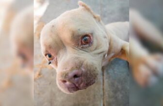 Rescued From A Cement Pit, This Dog Finally Knows What Love Feels Like
