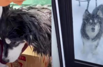 Rescued Husky Flown 6,000 Miles From Iran Sees Snow For First Time