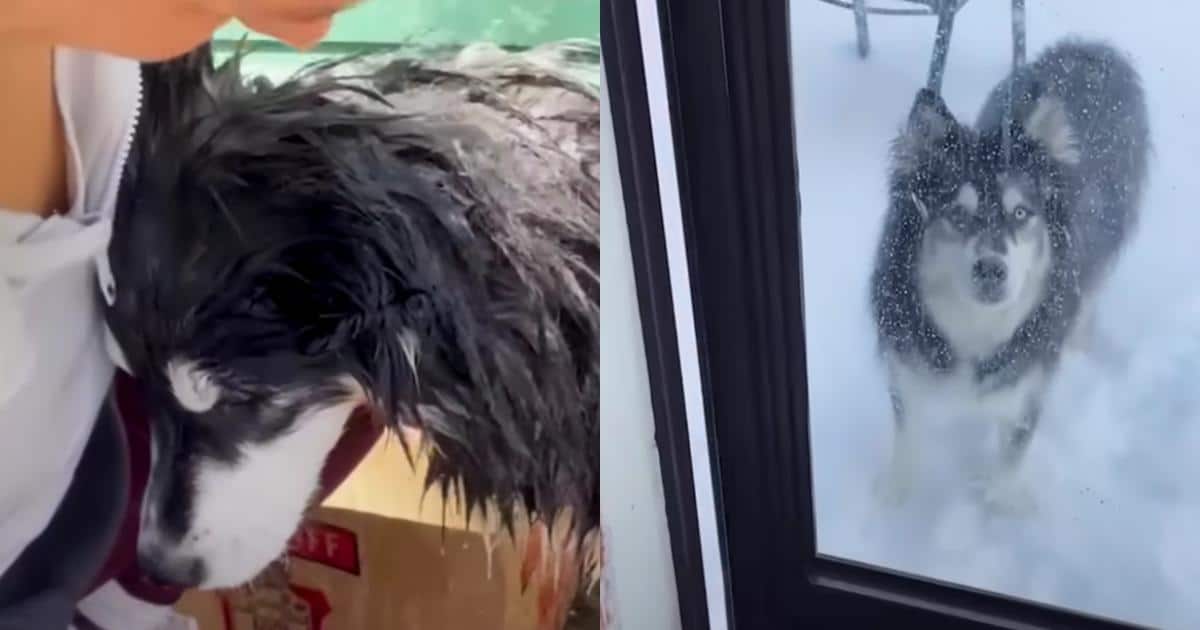 Rescued Husky Flown 6,000 Miles From Iran Sees Snow For First Time