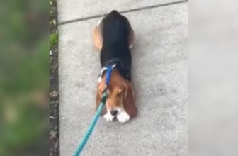 Rescued Lab Beagle Refused To Walk, Now She Walks For Treats