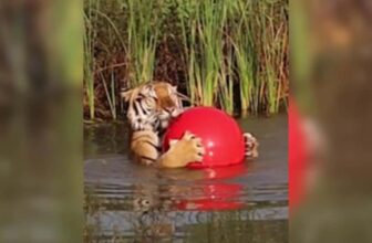 Rescued Zoo Tiger Meets Water for the First Time and It’s Magical