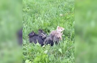 Rescuers Free Baby Squirrels From Dangerous Tail Tangles