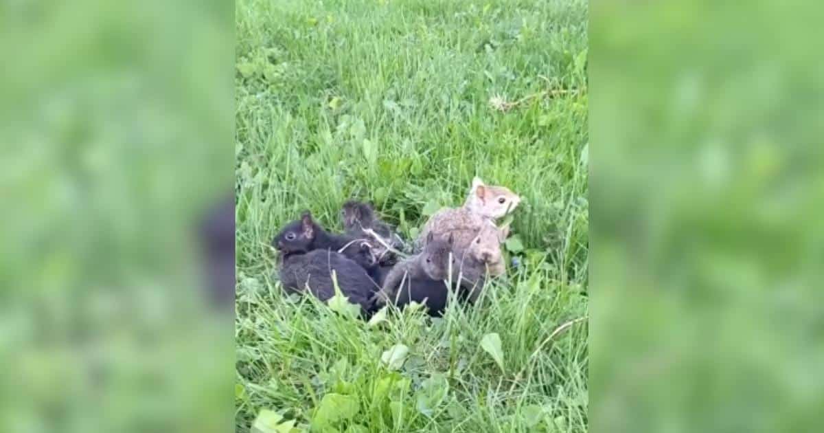 Rescuers Free Baby Squirrels From Dangerous Tail Tangles
