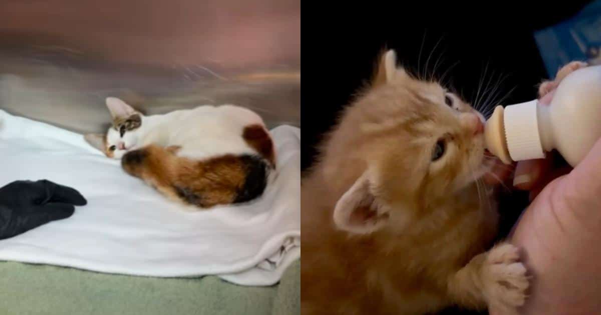 Rescuers Rushed In to Save a Mama and Her Babies, Then Discovered the Sweet Truth