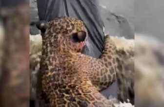 Rescuers Save Jaguar From Amazon River as Authorities Investigate Apparent Cruelty