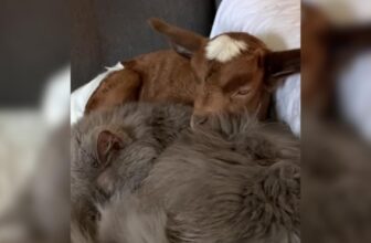 Senior Cat Adopted A Baby Goat And Accidentally Creates a “Goat Cat”