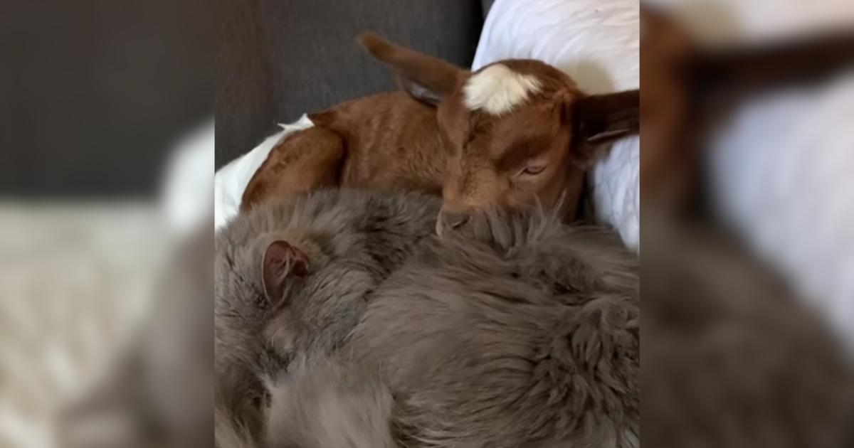 Senior Cat Adopted A Baby Goat And Accidentally Creates a “Goat Cat” Senior Cat Adopted A Baby Goat And Accidentally Creates a “Goat Cat”