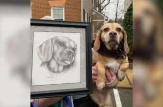 Senior Dog Left at Shelter With Everything She Had — And a Portrait That Broke Hearts