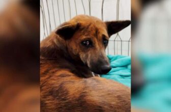 She Fostered a Dog In Need While On Vacation and Five Months Later They Reunite