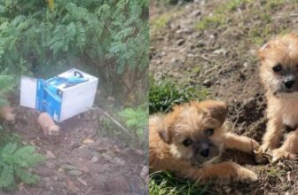 She Heard Whimpering In The Rain And Saved Two Tiny Puppies